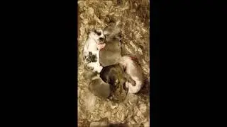 Cute Sleeping Baby Bunnies