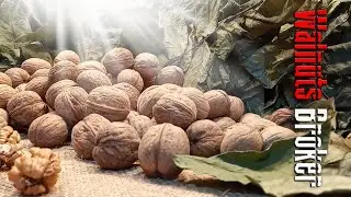 Intensive walnut variety John Poker. Best variety of walnut. Growing walnuts Walnuts Broker