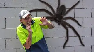 Spiders in Australia...