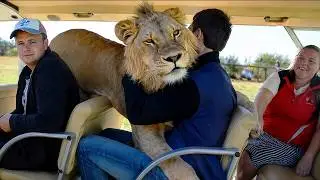 Taigan Lion Park - Where Lions Hug Tourist