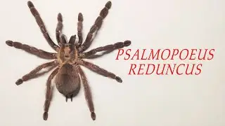 Видео природа. Домашний питомец. Паук птицеед. Psalmopoeus reduncus