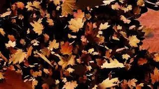 Calm Music 02 | Falling leaves | Relaxing Music, Relief Music, Nature videos