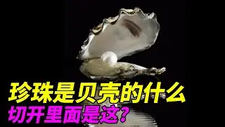 为什么澳白这么贵?把珍珠切开里面竟然是这玩意儿?How are pearls formed#科普#生物#珍珠#海洋生物#澳白