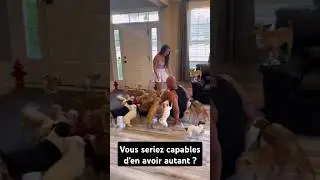 seriez vous capable d'en avoir autant ? #dogs #chien #fun #attack