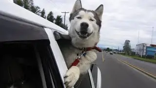 Husky is Silliest Creature On Earth 🤣 Funny Dog Video