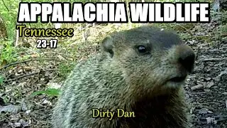 Appalachia Wildlife Video 23-17 from Trail Cameras in the Foothills of the Great Smoky Mountains