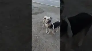 играют собачки#актау