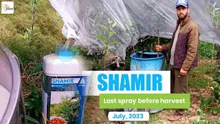 Shamir for Shine in apples | Last spray before harvesting | The Apple Talks