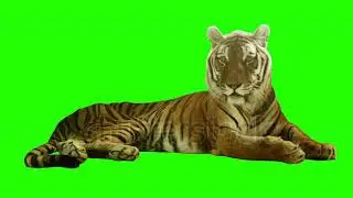 Tiger green screen video | royalty free green screen effects