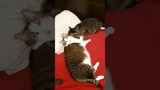 Котишки