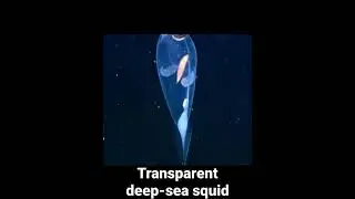 Transparent deep-sea squid 