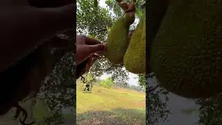কাঁঠাল খেতে গিয়ে আটকা পড়লো পাখিটি। 