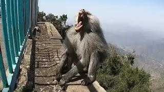 Alpha Male Hamadryas Baboon yawns and shows his teeth