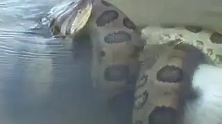 Anaconda catches an alligator in Rio Cristalino, Brazil 😳