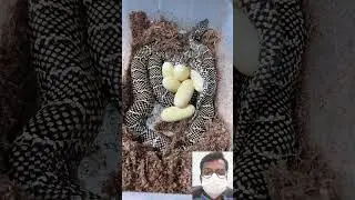 viral snake video || 🔥🤯😱 #shorts #shortfeed #short