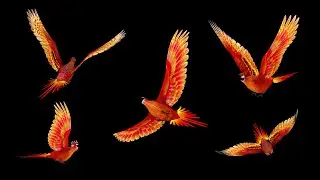 Phoenix Bird - Flying Loops and Transitions