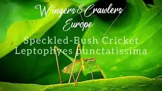 Facts about the Speckled-Bush-Cricket | Leptophyes punctatissima | Katydid Information | Species