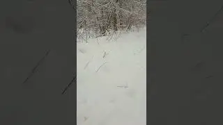 зимний сосновый лес 🎄🎄🌲🌲❄❄❄🌨🌨🌨☀🌤