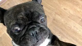 How a dog communicates that it wants to go to the toilet.