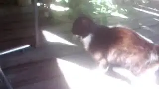 коты воители монастырское племя клип земля, земля я юпитер