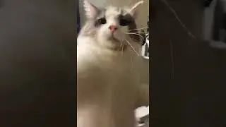 Кот бьет камеру #Tik Tok #Shorts #Тик Ток #ПриколКоты #Catstiktok