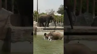 Сафари Парк