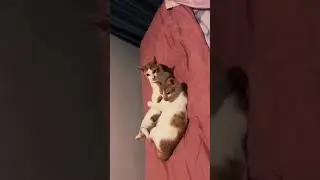 Funny moment 🐱😂😎 #couplelife ❤️