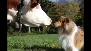 La Vache et le Chien - Document sonore 2°AM   Séquence 1