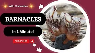 Did you know that Barnacles has the LONGEST PENIS relative to body size?