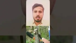 Double working in pear #agriculture #horticulture #grafting #fruit #shorts #ibps #afo #nabard #rrb