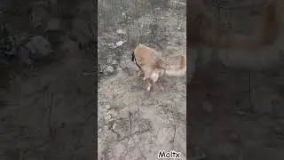 Best Tips and Tricks for Golden Retrievers || Dog Lovers #Golden_Retrievers #shorts #pets #petlover