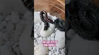 Baby Kingsnakes Hatching