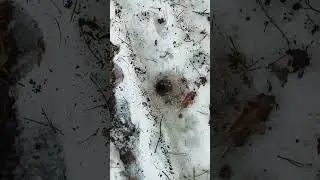 змеиная нора