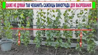 🍇 Что сделать, чтобы ВЫЗРЕЛИ и НЕ ЗАМЕРЗЛИ ЗИМОЙ САЖЕНЦЫ ВИНОГРАДА?  Даже не думай ТАК ЧЕКАНИТЬ!