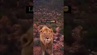 Aggressive Lion Face Men 👹 #shorts #wildlife #trending #youtubeshorts #dogs