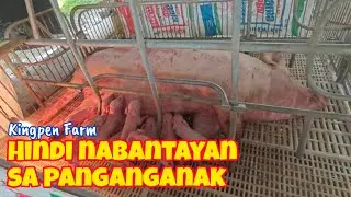 Mga Senyales ng Manganganak nang Inahin at anong Dapat Gawin?