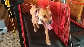 Amstaff on treadmill