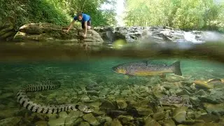 TROTE, SERPENTI, GAMBERI e altri abitanti del FIUME