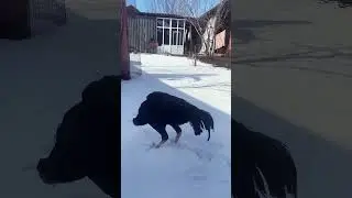 Тайчик