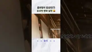 일본에만 나타난다는 신종 러브 매미 (6년생)