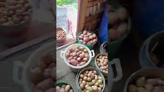 Ооочень много картохи🥔🥔 #картофель #поле #копка #работа #деревня #погреб
