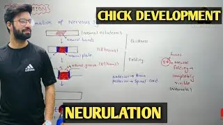 Neurulation | Development of chick | Chick development neurulation | Neurulation chick development