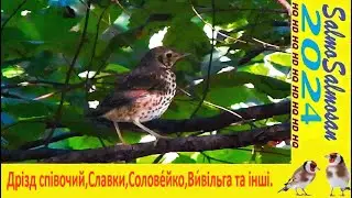 Птахи в природі - Дрізд співочий Кропи́в'янка, Ви́вільга звичайна, Соловейко, та інші.
