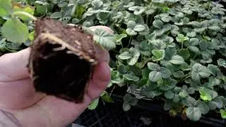 Обман с рассадой земляники(клубники)?!Какие сорта?