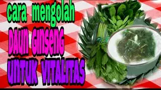 Cara mengolah daun ginseng jawa penambah  stamina Dan mood