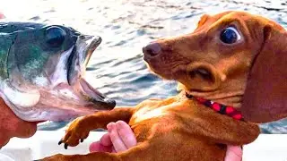 СМЕШНЫЕ СОБАКИ / ПРИКОЛЫ С ЖИВОТНЫМИ / ДОМАШНИЕ ЖИВОТНЫЕ / СБОРНИК ПРИКОЛОВ.