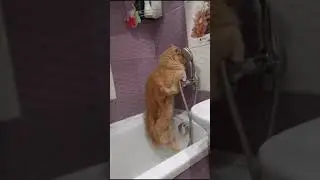 Заведи кота говорили они... | 