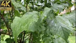 4К Релаксин Капельки дождя . Звуки города и ливня .Relax  heavy rain.