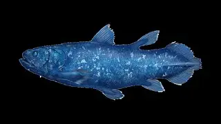 🧪 biology coelacanths video for school (dont gang up on me cuz of this 🥶)