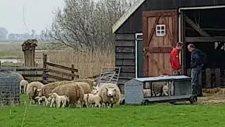 Lammetjes Grootschermer deel 3